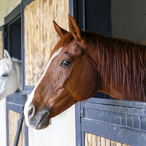 Mosquito Misting for Horse Stables
